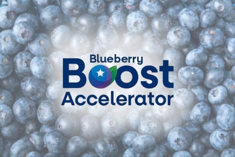 Blueberry background with Blueberry Boost Accelerator logo